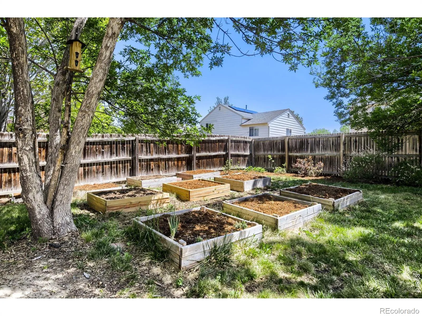 1633 Deerwood Drive Longmont CO 80504 MLS #RECIR1059143 06092026185309 1600 24