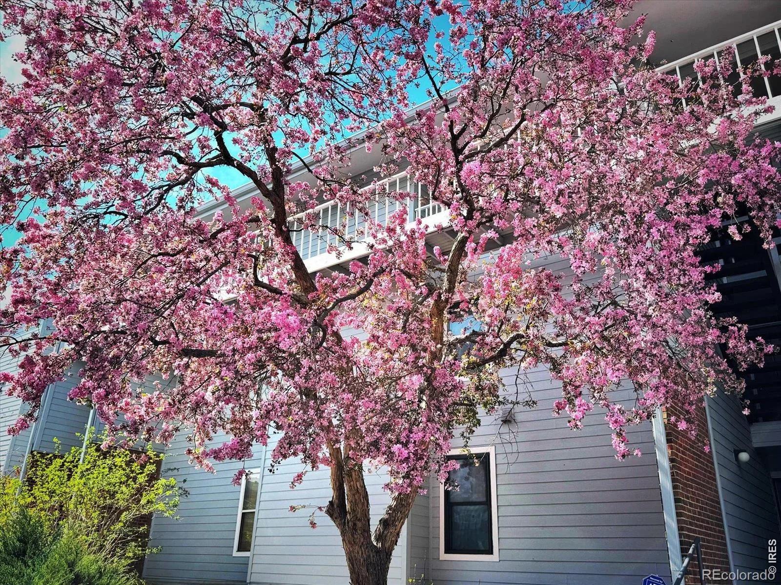 3121 S Tamarac Drive #208 #H Denver CO 80231 MLS #RECIR1060774 06102026180602 1600 3