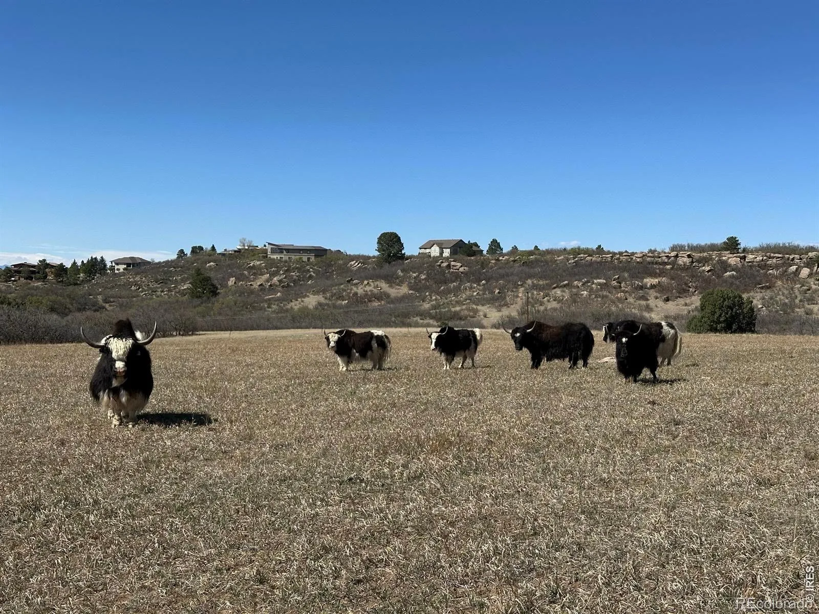 N Ridge Road Castle Rock CO 80104 | MLS #RECIR1063040 06302026053011 1600 6