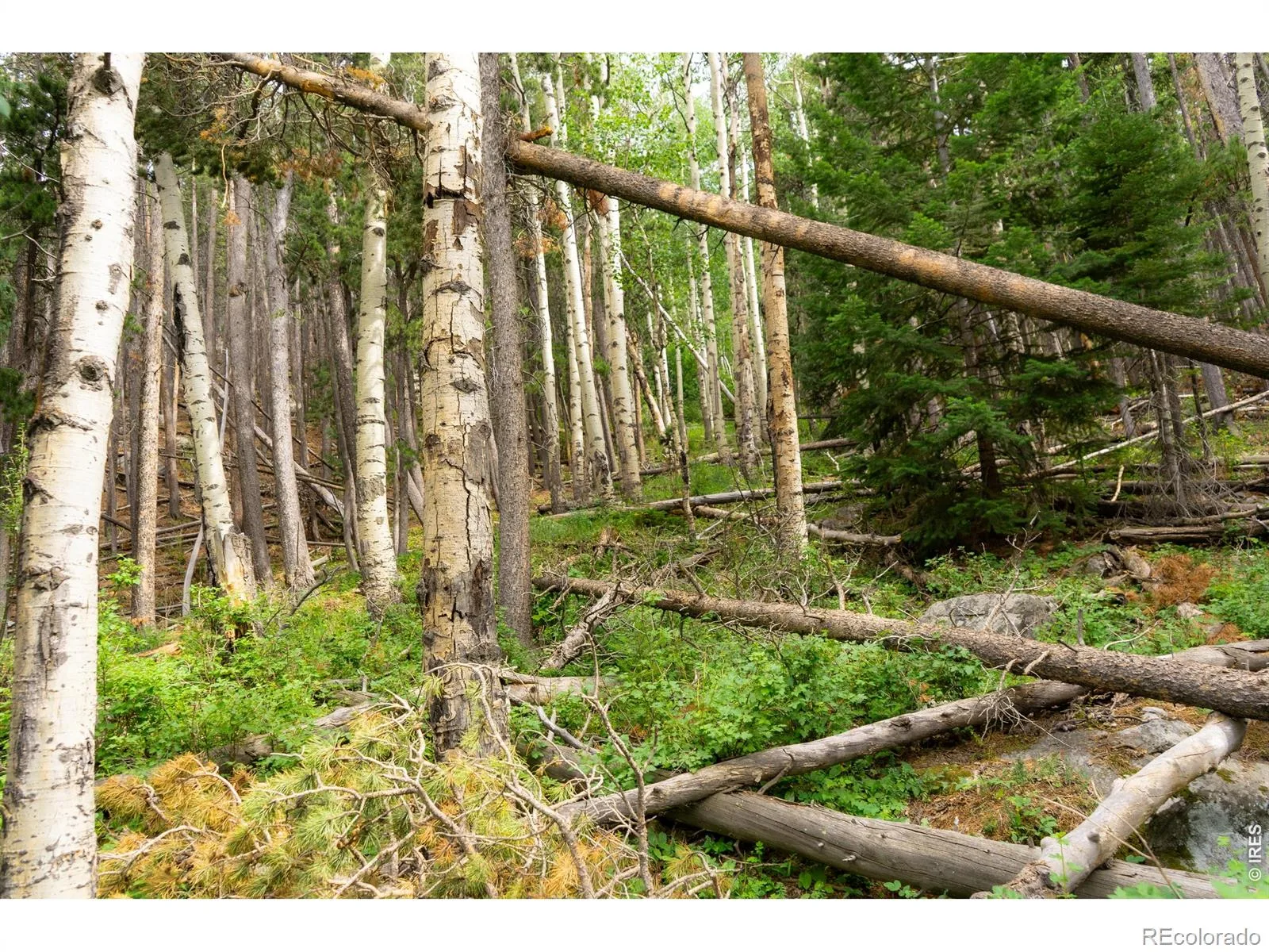 Twin Spruce Road Golden CO 80403 | MLS #RECIR1064892 07232026192004 1600 10