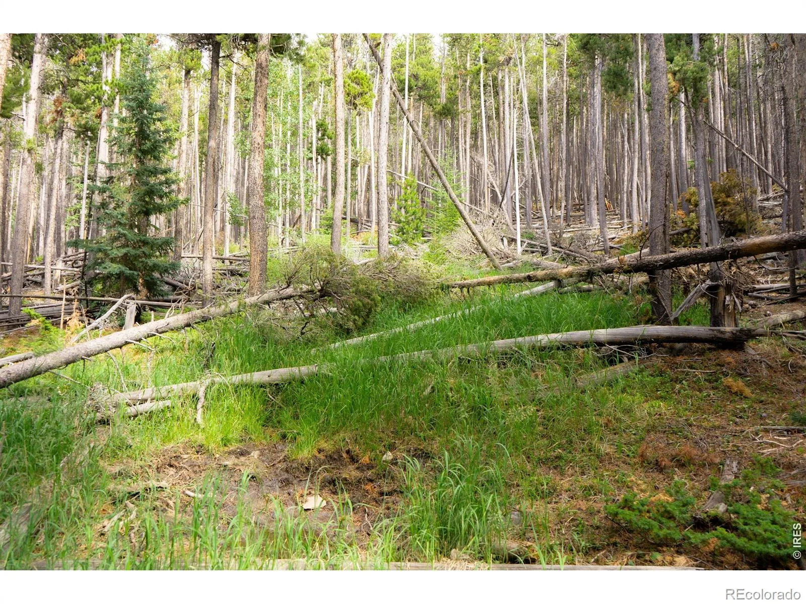 Twin Spruce Road Golden CO 80403 | MLS #RECIR1064892 07232026192004 1600 12