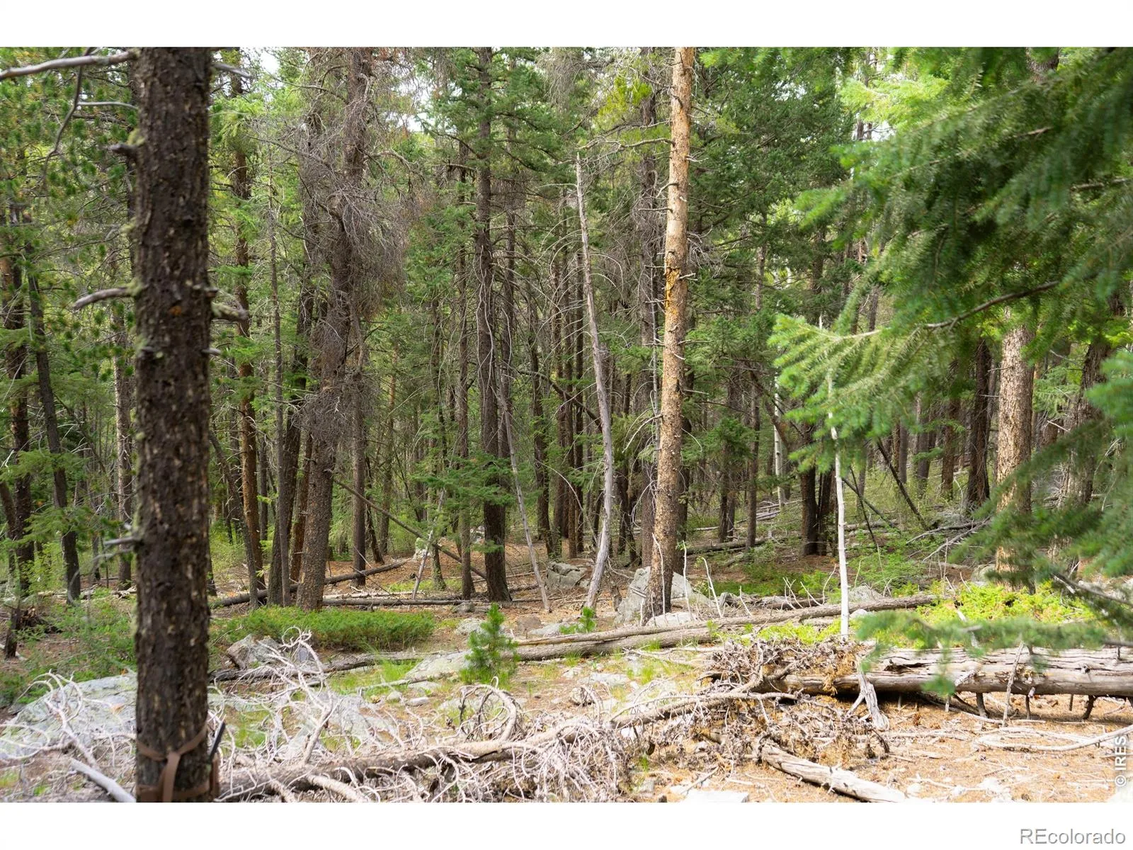 Twin Spruce Road Golden CO 80403 | MLS #RECIR1064892 07232026192004 1600 2