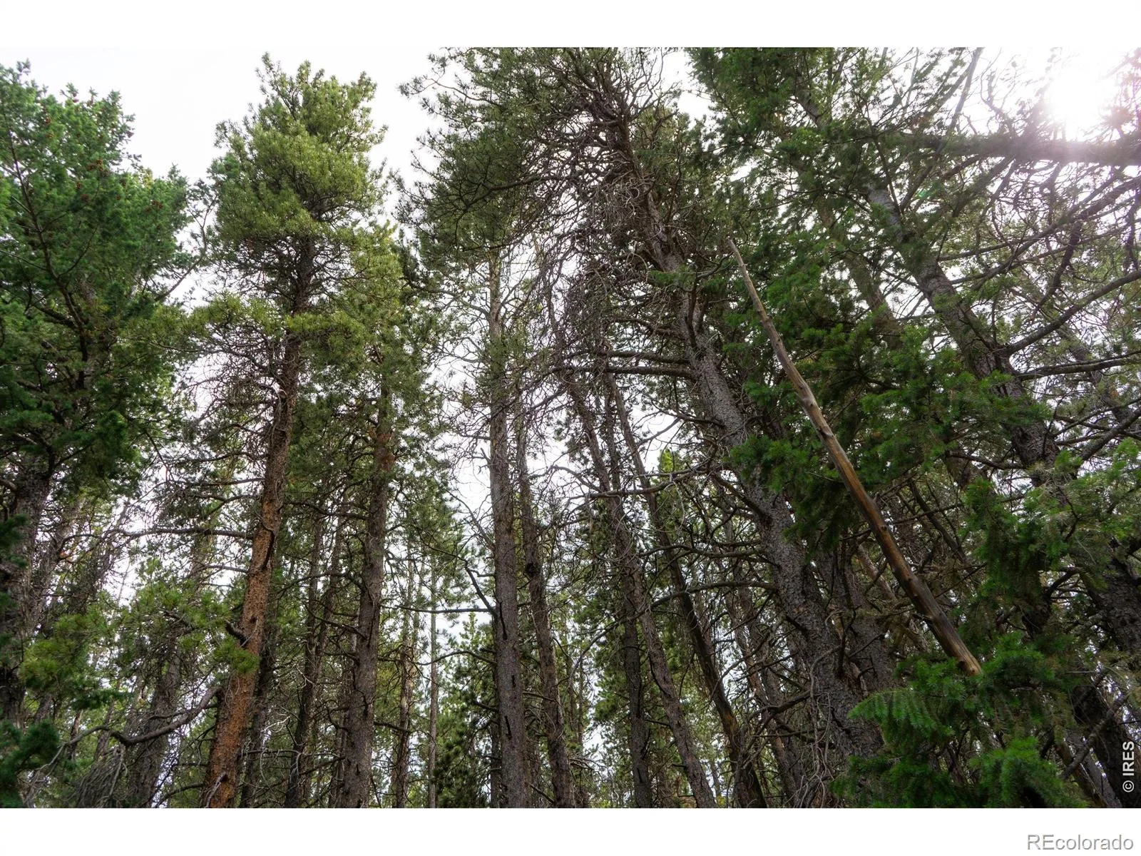 Twin Spruce Road Golden CO 80403 | MLS #RECIR1064892 07232026192004 1600 5