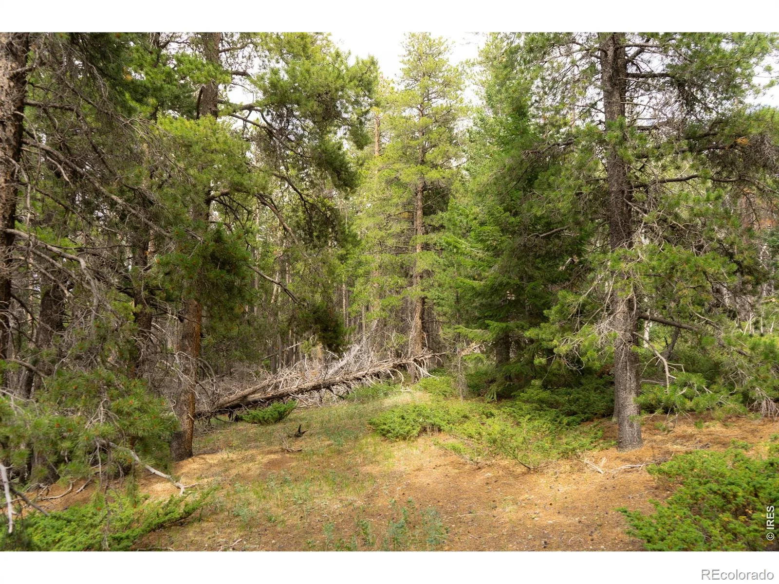 Twin Spruce Road Golden CO 80403 | MLS #RECIR1064892 07232026192004 1600 6