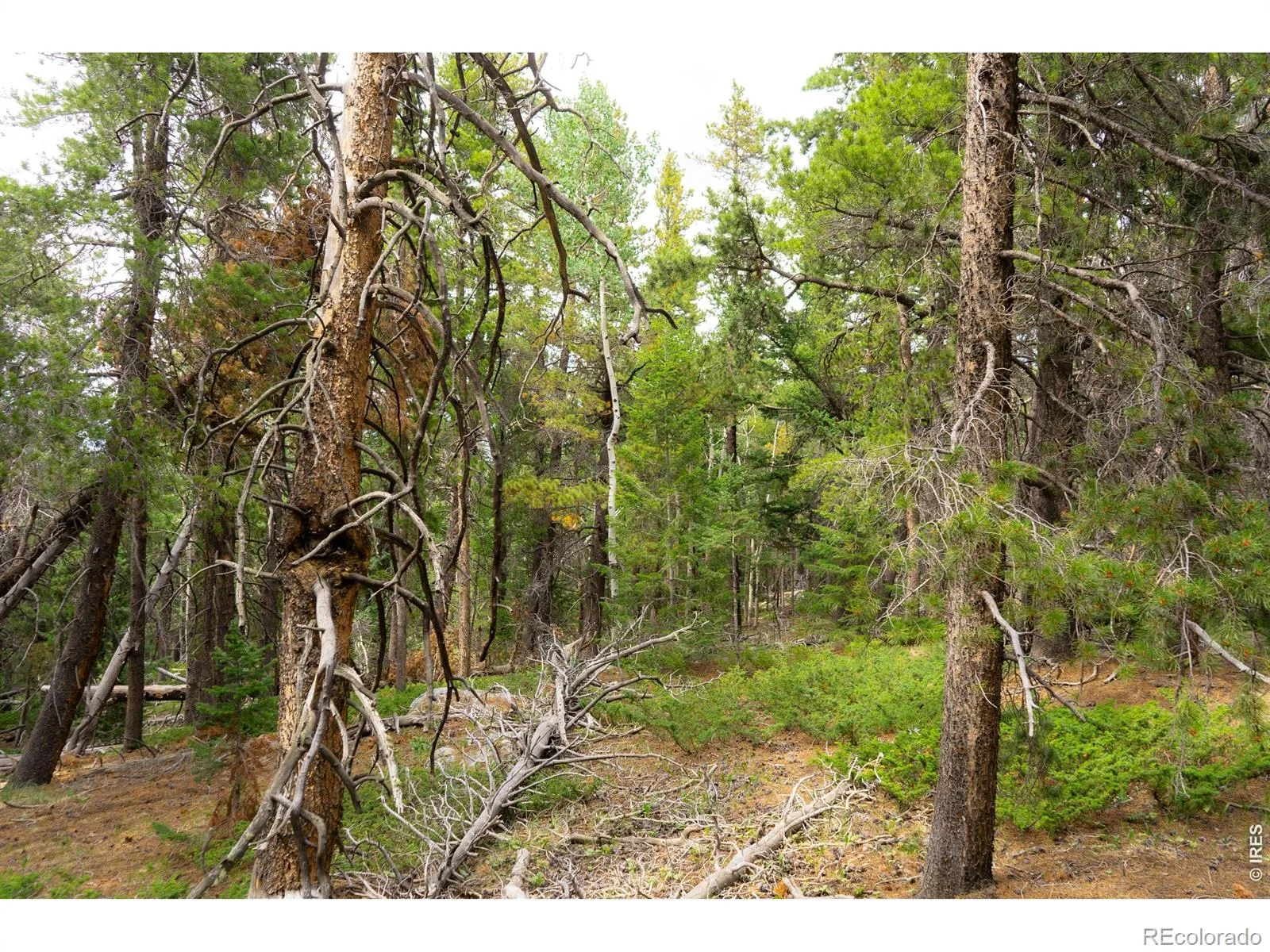 Twin Spruce Road Golden CO 80403 | MLS #RECIR1064892 07232026192004 1600 8