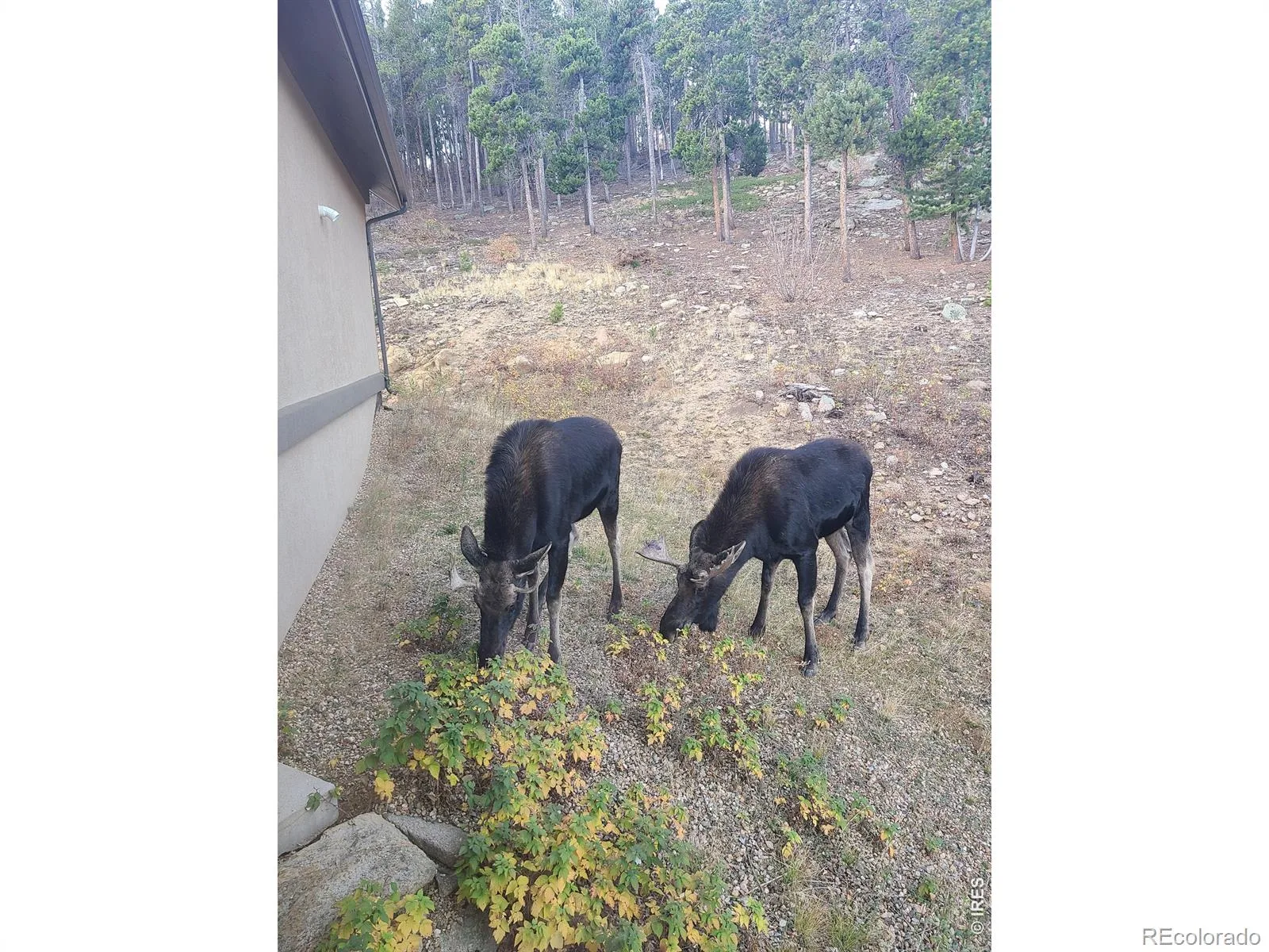 800 Divide View Drive Golden CO 80403 | MLS #RECIR1065612 08122026002753 1600 16
